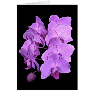 Orchideen (Freskoart)