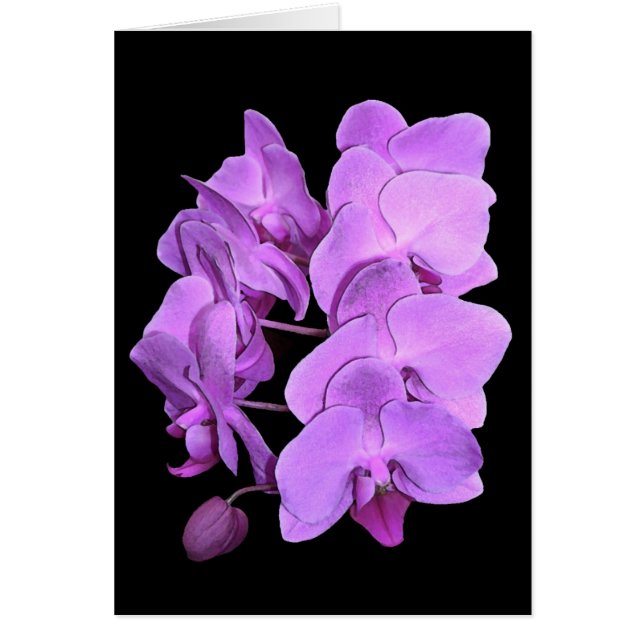 Orchideen (Freskoart) (Vorne)