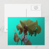 Orchideen: Gelb und Weiß Postkarte (Vorne/Hinten)