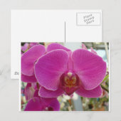 Orchideen Hot Pink Postkarte (Vorne/Hinten)