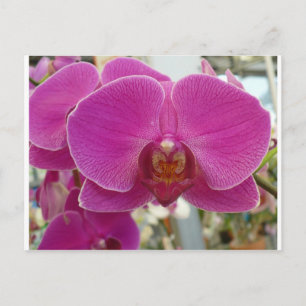 Orchideen Hot Pink Postkarte