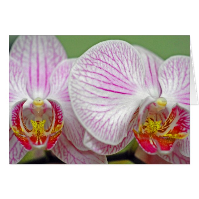 Orchideen im Blut (Vorderseite (Horizontal))