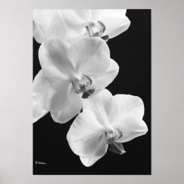 Orchideen in Schwarz-Weiß-Poster, 24x33,6 Poster