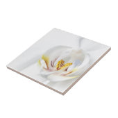 Orchideen in weiß fliese (Seite)