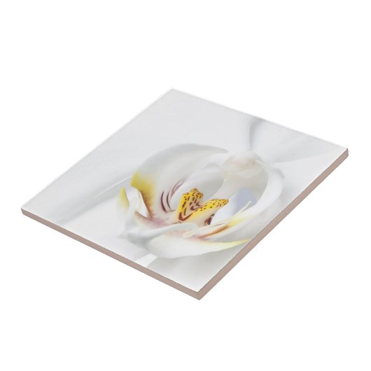 Orchideen in weiß fliese (Seite)