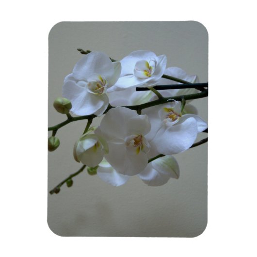 Orchideen Magnet (Vertikal)