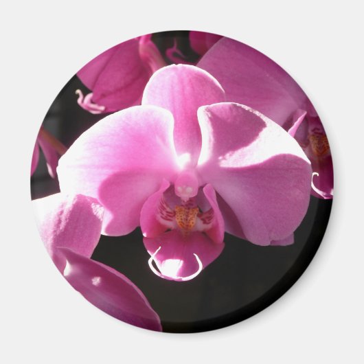 Orchideen Magnet (Vorne)