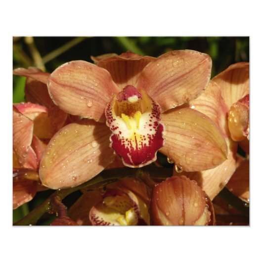 Orchideen mit Raindrops floral Fotodruck (Vorne)