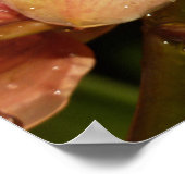 Orchideen mit Raindrops floral Poster (Ecke)