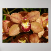 Orchideen mit Raindrops floral Poster (Vorne)