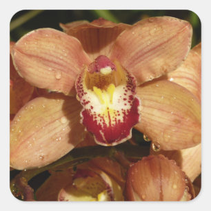 Orchideen mit Raindrops floral Quadratischer Aufkleber