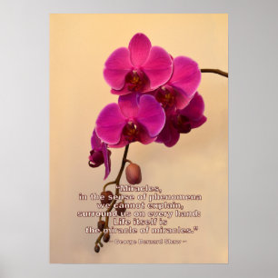 Orchideen mit Wunderangebot Poster