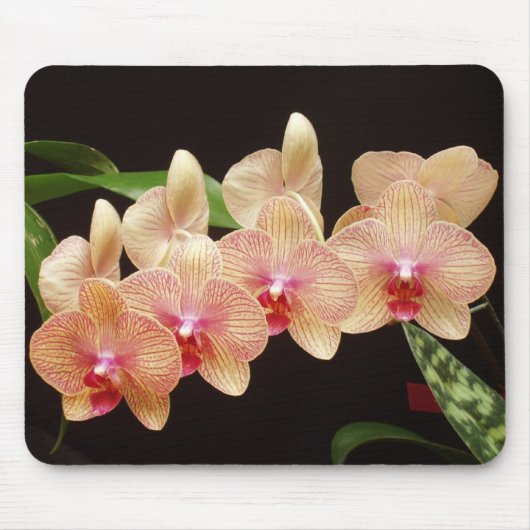 Orchideen! Mousepad (Vorne)