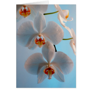 Orchideen-Niederlassung