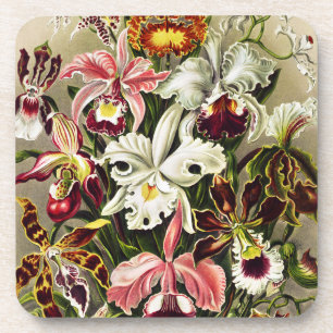 Orchideen, Orchideae Denusblumen Ernst Haeckel Getränkeuntersetzer