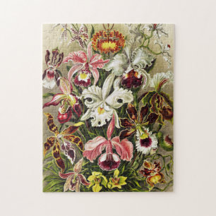 Orchideen, Orchideae Denusblumen Ernst Haeckel Puzzle