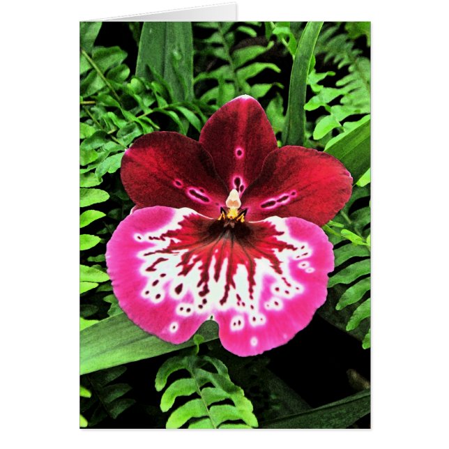 Orchideen-Orchideen-Orchidee (Vorne)