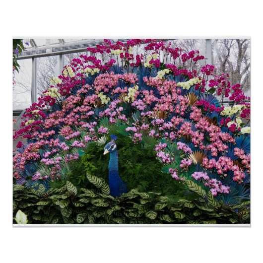 Orchideen-Pfau Poster (Vorderseite)