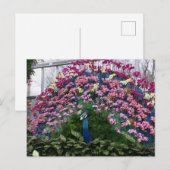 Orchideen-Pfau Postkarte (Vorne/Hinten)