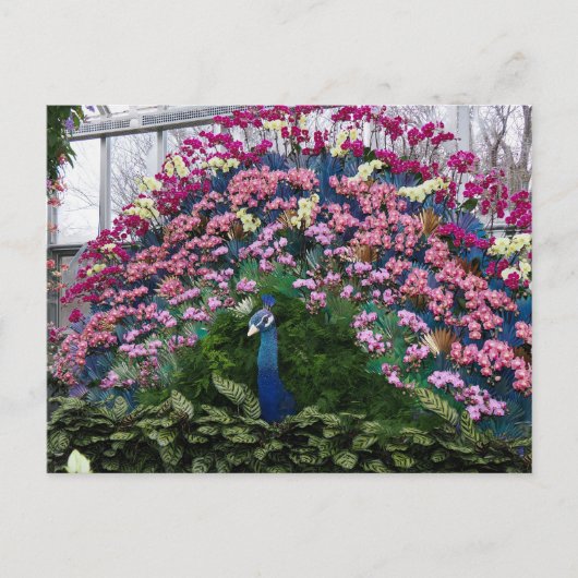 Orchideen-Pfau Postkarte (Vorderseite)
