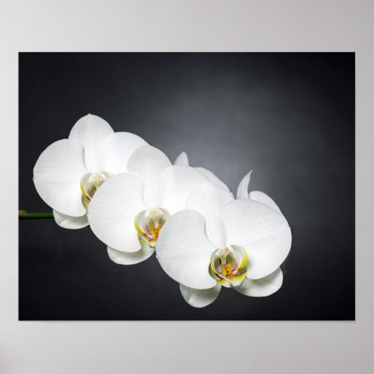 Orchideen Poster (Vorne)