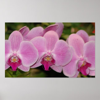 Orchideen Poster