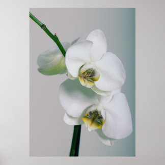 Orchideen Poster