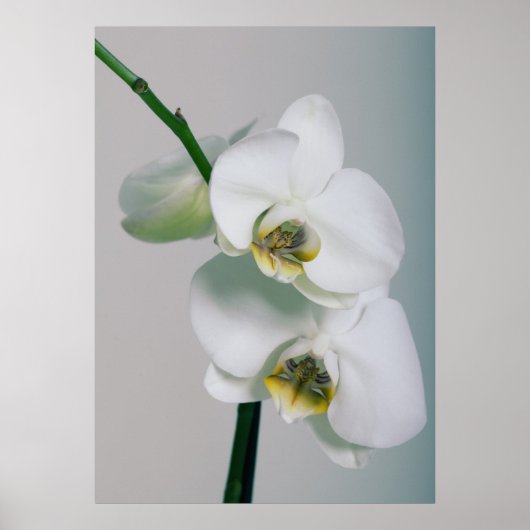 Orchideen Poster (Vorne)