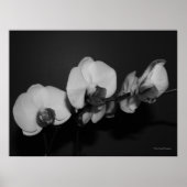 Orchideen Poster (Vorne)