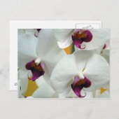 Orchideen Postkarte (Vorne/Hinten)