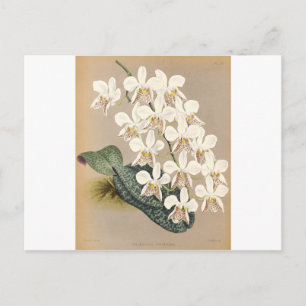 Orchideen Postkarte