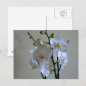Orchideen Postkarte (Vorne/Hinten)