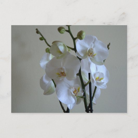 Orchideen Postkarte (Vorderseite)