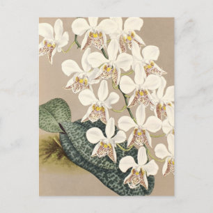 Orchideen Postkarte