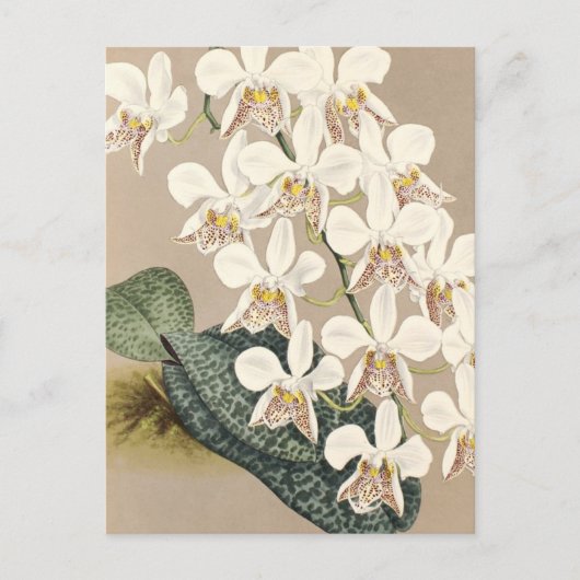 Orchideen Postkarte (Vorderseite)