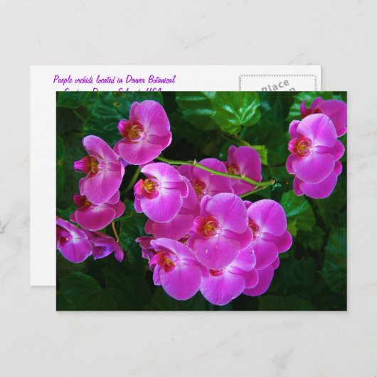 Orchideen Postkarte (Vorne/Hinten)