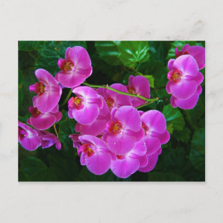 Orchideen Postkarte
