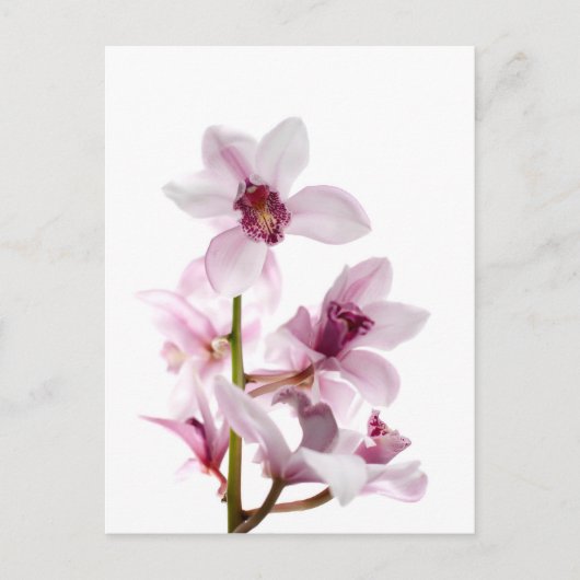 Orchideen Postkarte (Vorderseite)