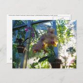 Orchideen Postkarte (Vorne/Hinten)