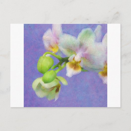 Orchideen Postkarte (Vorderseite)