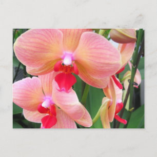 Orchideen - Postkarte