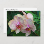 Orchideen Postkarte (Vorne/Hinten)