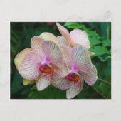 Orchideen Postkarte (Vorderseite)