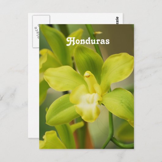 Orchideen Postkarte (Vorne/Hinten)