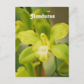 Orchideen Postkarte (Vorderseite)