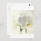 Orchideen Postkarte (Vorne/Hinten)
