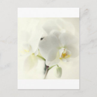 Orchideen Postkarte