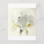 Orchideen Postkarte (Vorderseite)