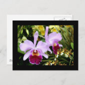 Orchideen Postkarte (Vorne/Hinten)