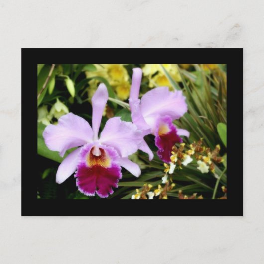 Orchideen Postkarte (Vorderseite)